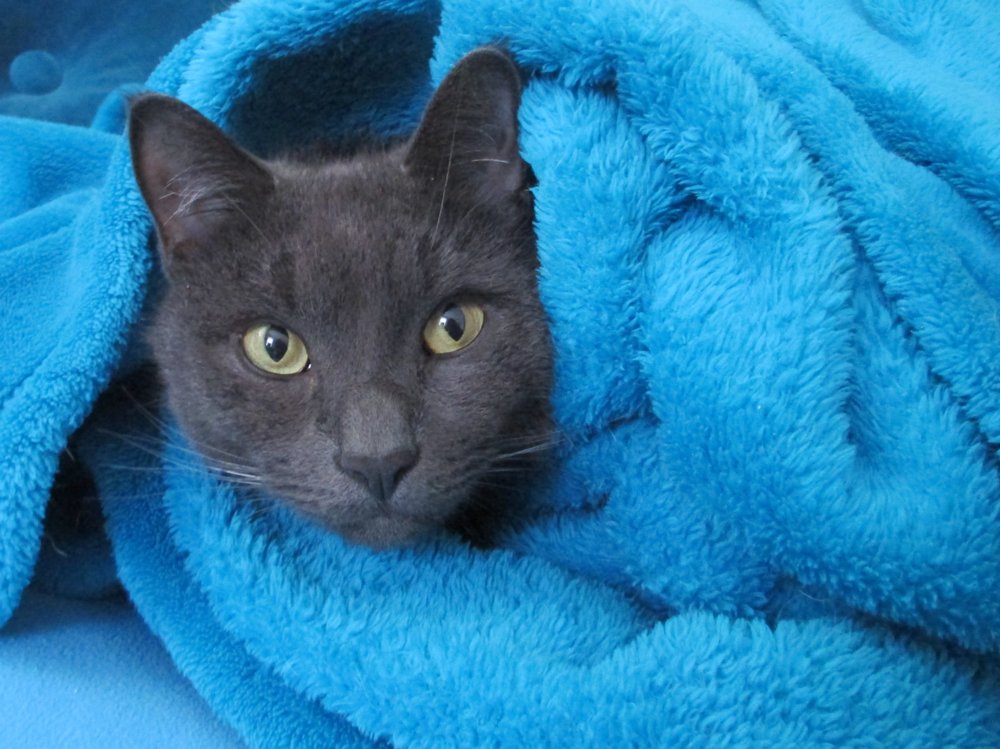 Warren Animal Hospital Image