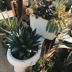 Nurseries Gardening In Palm Springs Yelp Best Rated Palm Springs
