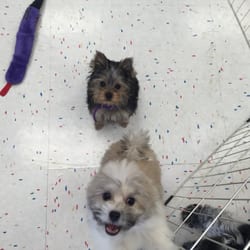 petco puppy playtime petco 17 foton djuraff 228 rer mountain view ca usa recensioner yelp petco puppy playtime petco 17 foton djuraff 228 rer mountain view ca usa recensioner yelp