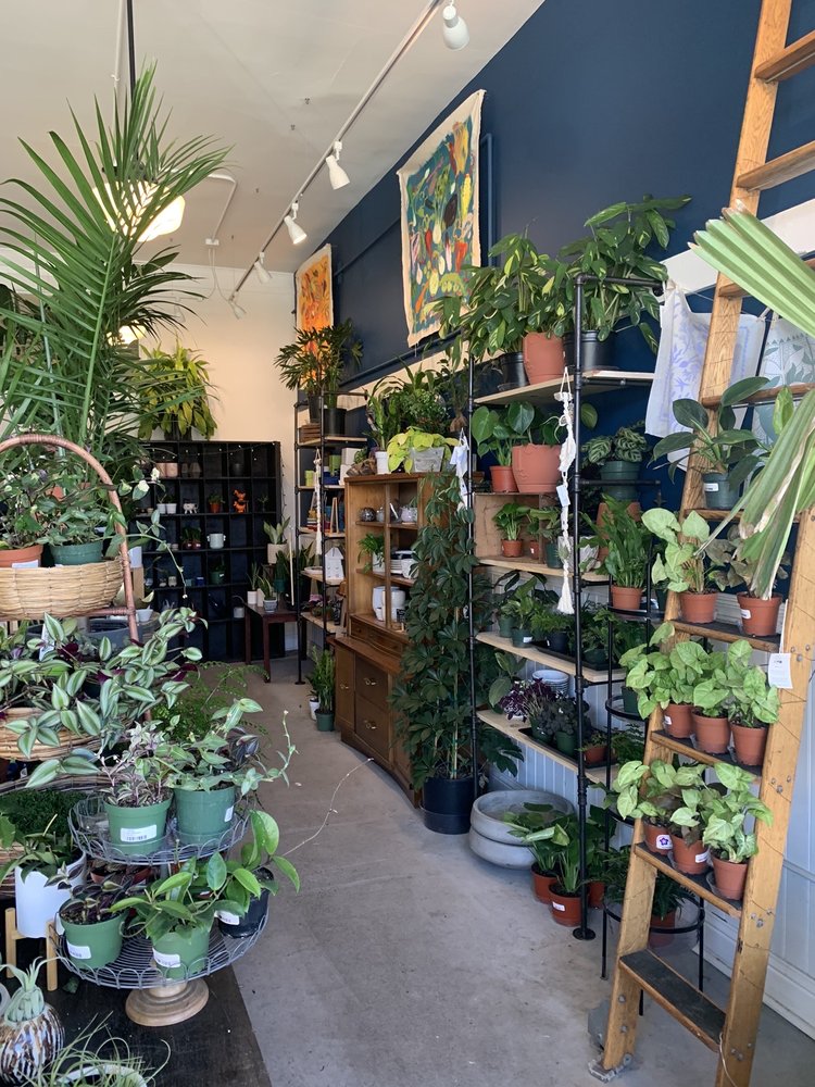 Living Room Plant Co