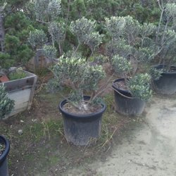 Ben K Nursery 14 Photos Nurseries Gardening 2301 Kelburn Ave Photo Of Ben K Nursery Rosemead Ca United States