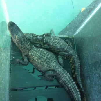 everglades island boat tours everglades city fl everglades airboat tours totch s island tours closed everglades island boat tours everglades city fl everglades airboat tours totch s island tours closed