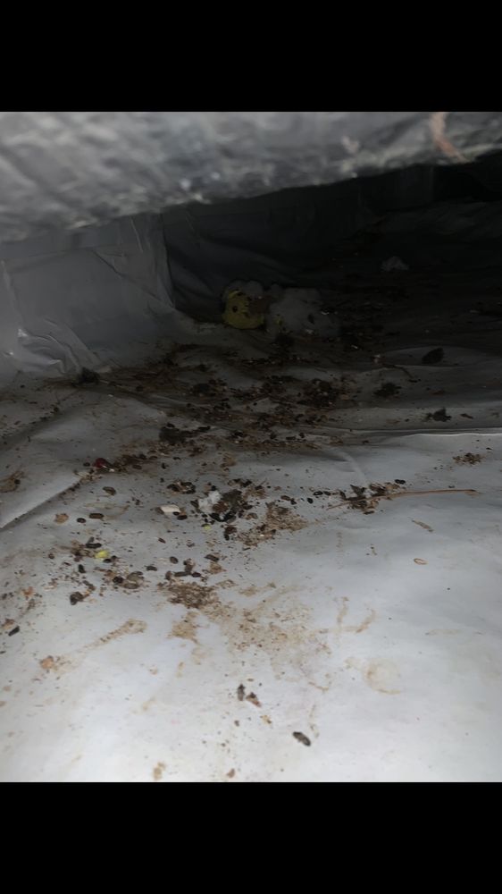 Priority Pest Services