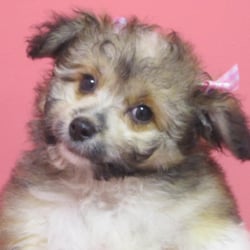 puppies rockford il babies rockford haustierzucht 7200 harrison ave rockford il vereinigte puppies rockford il babies rockford haustierzucht 7200 harrison ave rockford il vereinigte