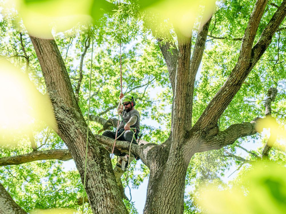 Broadleaf Tree and Shrub