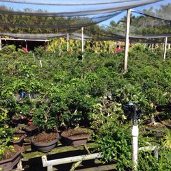 Oriental Nursery Farm Nurseries Gardening 23095 Sw 187th Ave Photo Of Oriental Nursery Farm Miami Fl United States