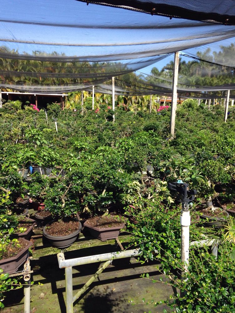 Oriental Nursery Farm Nurseries & Gardening 23095 SW 187th Ave