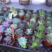 Central Whole Nursery 153 Photos 70 Reviews Nurseries Photo Of Central Whole Nursery San Jose Ca United States The Cutest