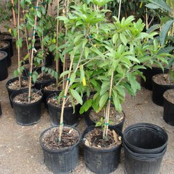 Queen Creek Tropicals Plant Nursery 25 Photos Nurseries Photo Of Queen Creek Tropicals Plant Nursery Az United States