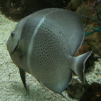 national aquarium closed 45