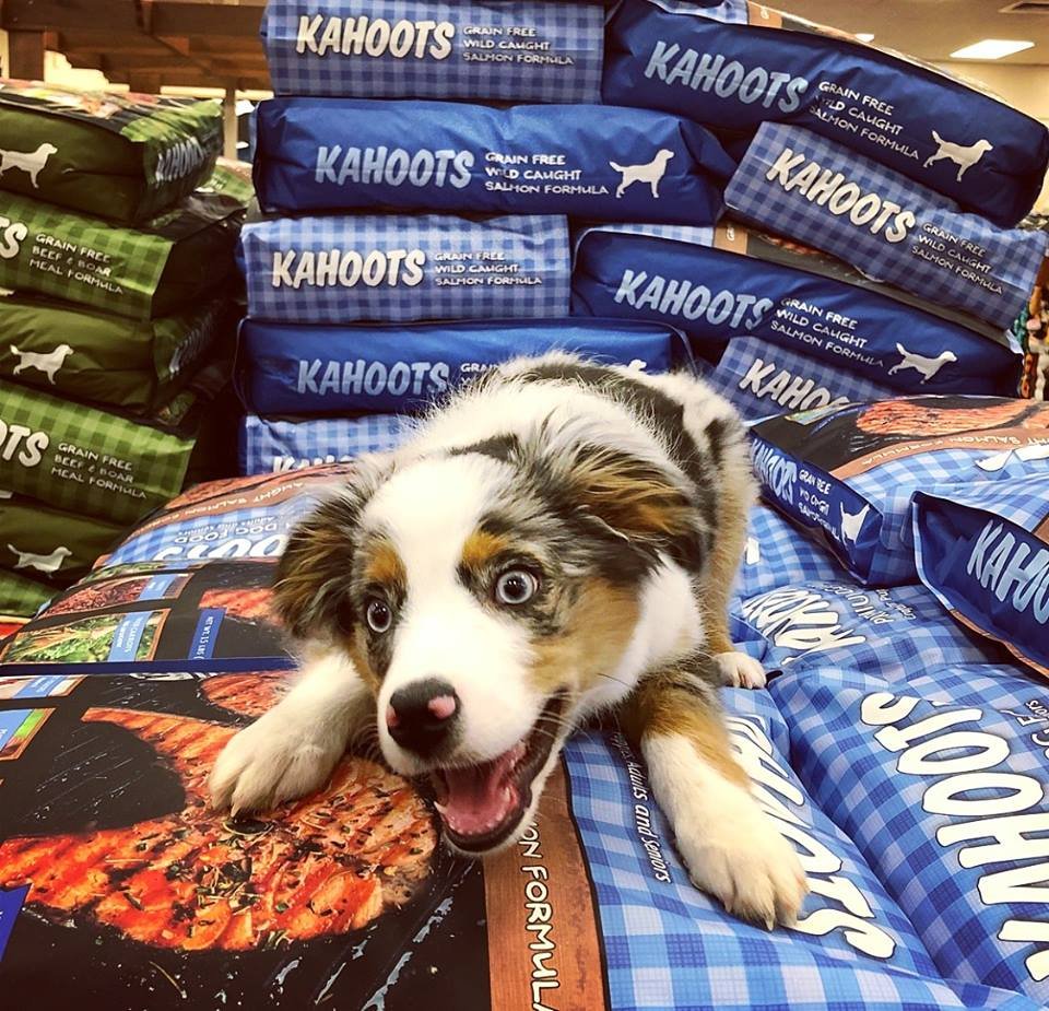 kahoots dog store