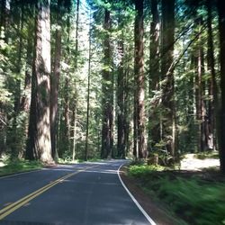 Stonegate Villas 31 Reviews Hotels 65260 Drive Thru Tree Rd Photo Of Stonegate Villas Leggett Ca United States Huge Redwoods Nearby
