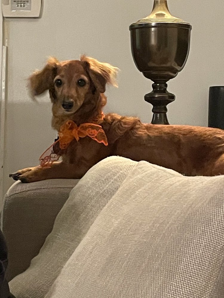 Beverly Pet-Pride Professional Grooming Image
