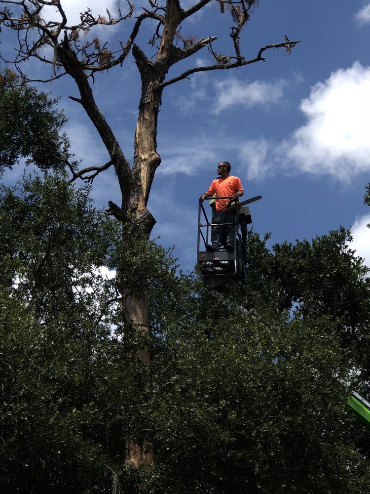 Ray's Tree Service