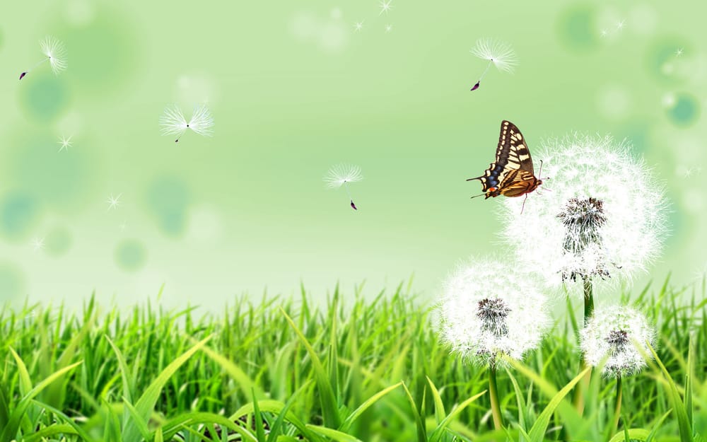 Dandelion Landscaping & House Keeping