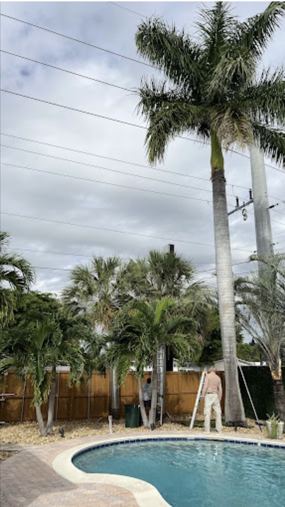 Ottey Tree Services