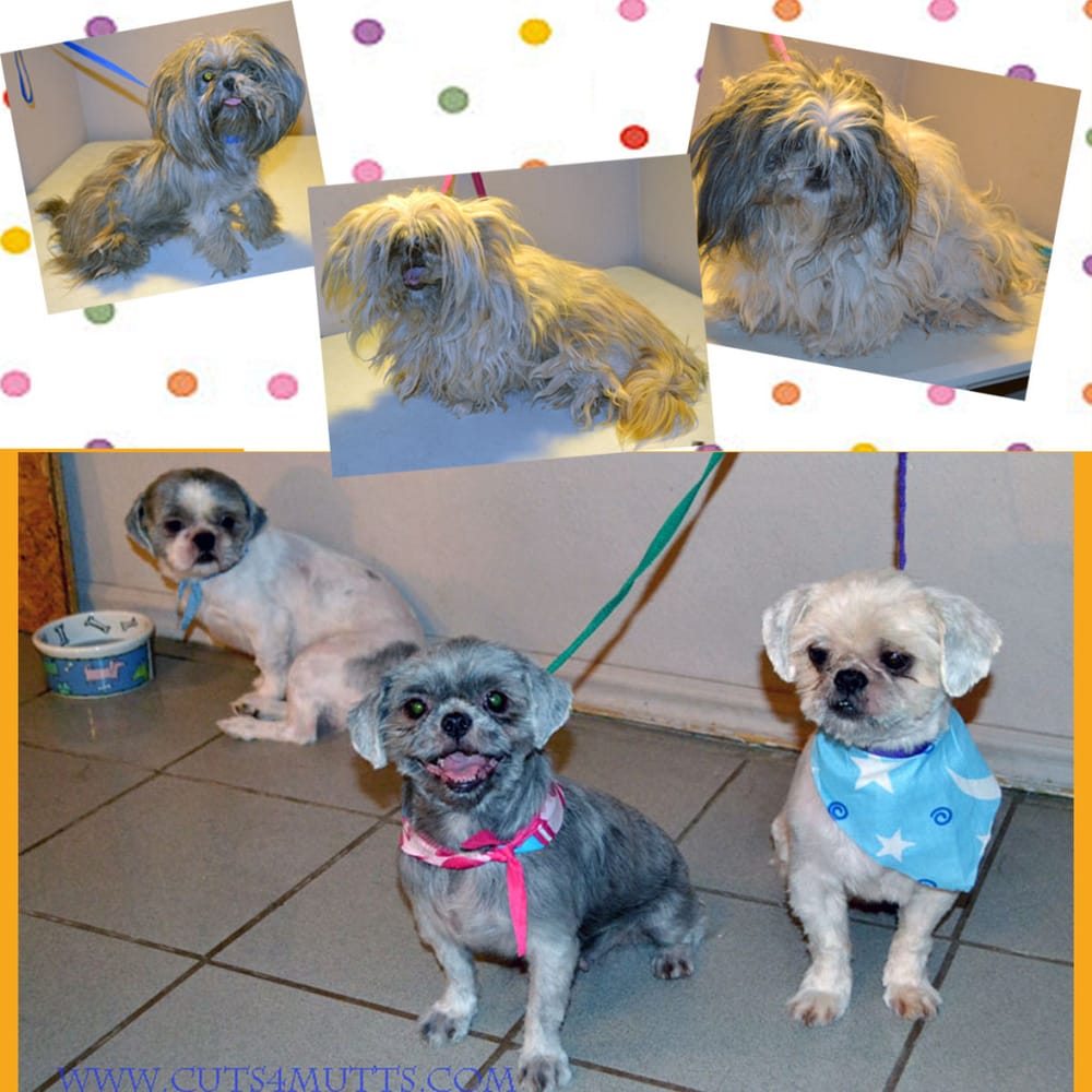 Do It Yourself Dog Grooming Places Do It Yourself Dog Grooming Places