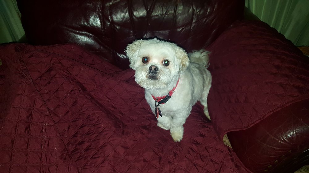 hound dog hairdressing