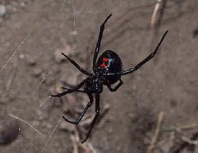 Graves Pest Control