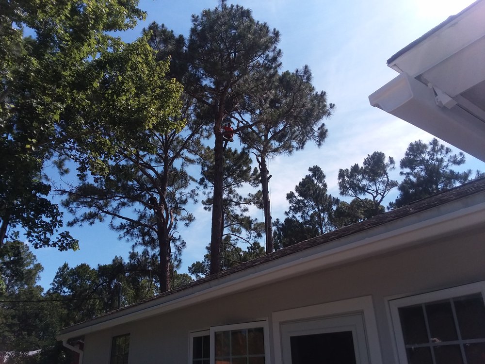 Elvis Tree Climber