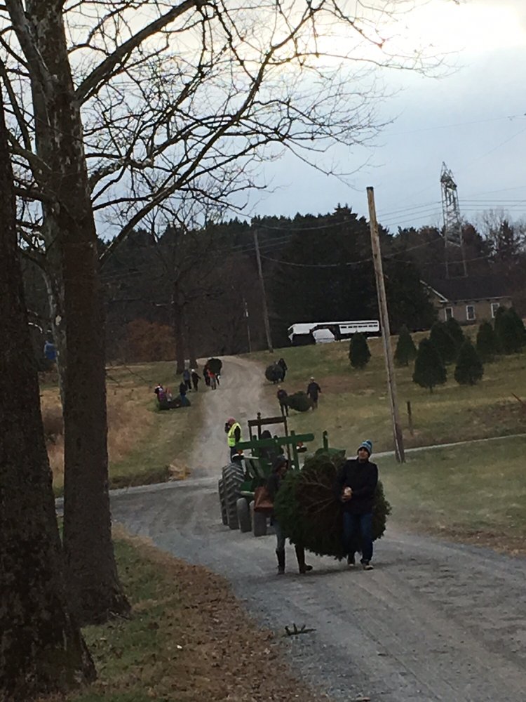 Elizabeth Farms Christmas Trees Christmas Trees 262 Hopeland Rd