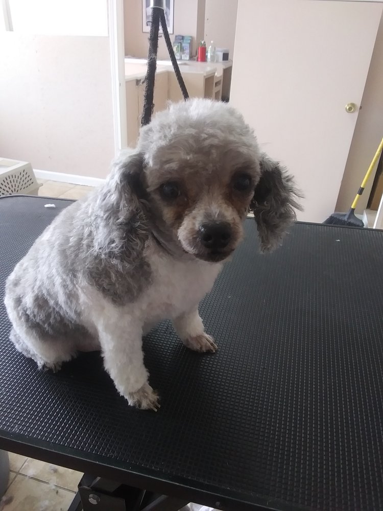 Puppy Hut Salon and Spa