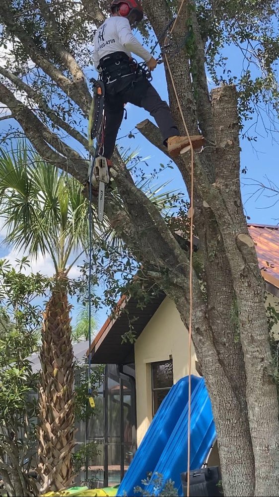 That Tree Guy