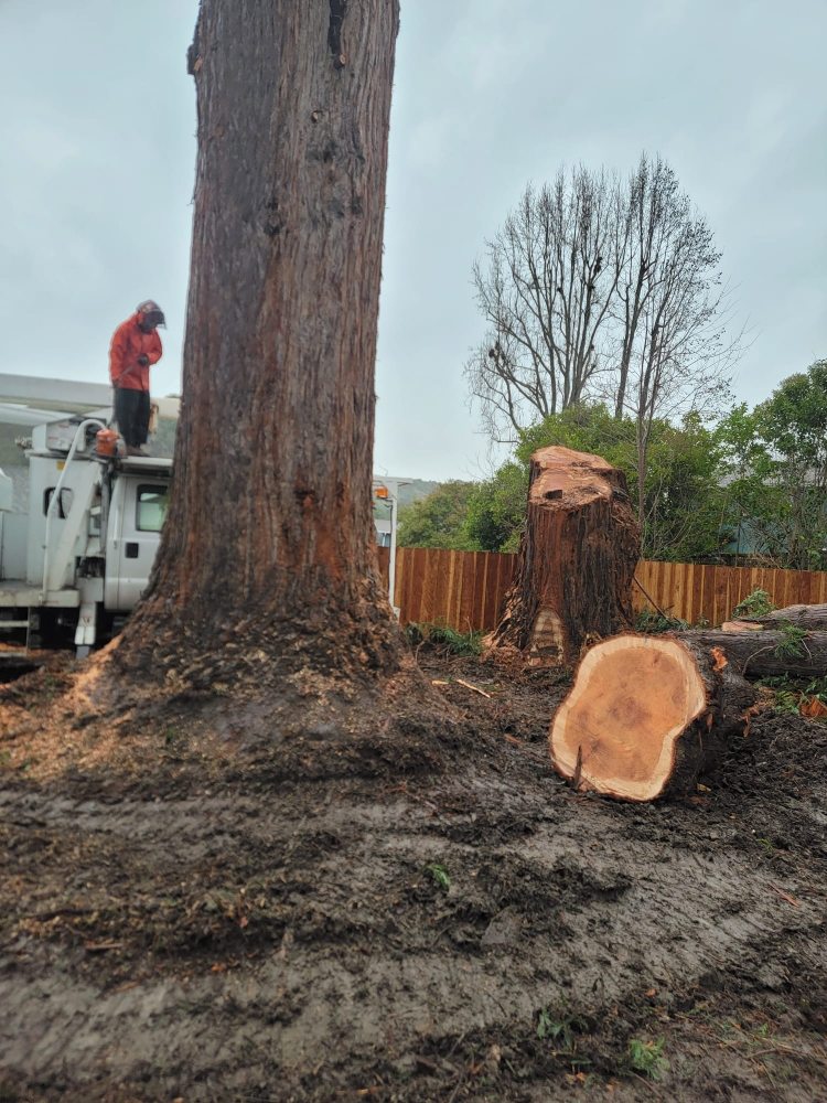 P & J Tree Services