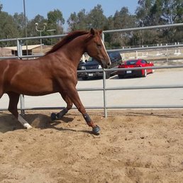 Horse Play Rentals Huntington Beach Ca Horse Play Rentals Huntington Beach Ca