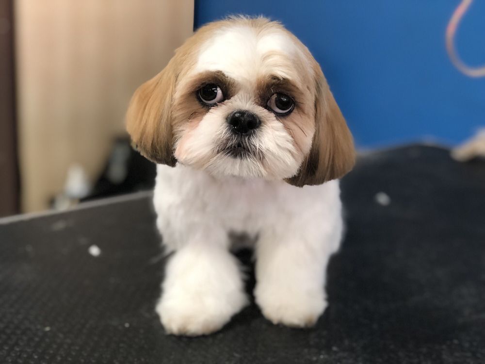 bubble puppies mobile grooming