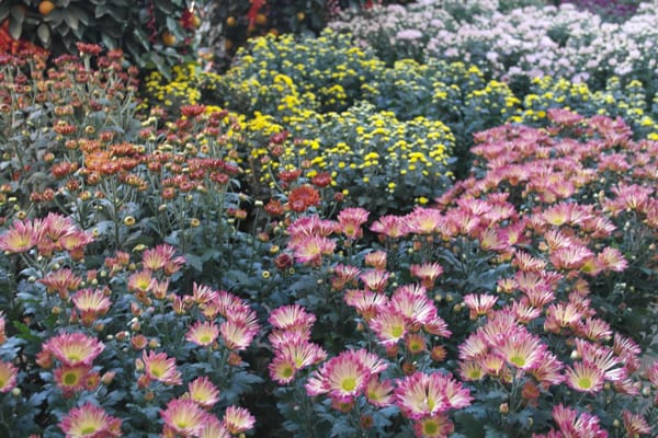 Chin Ling Nursery Landscaping 10 Bedok South Rd Siglap Photo Of Chin Ling Nursery Singapore Beautiful Chrysanthemum