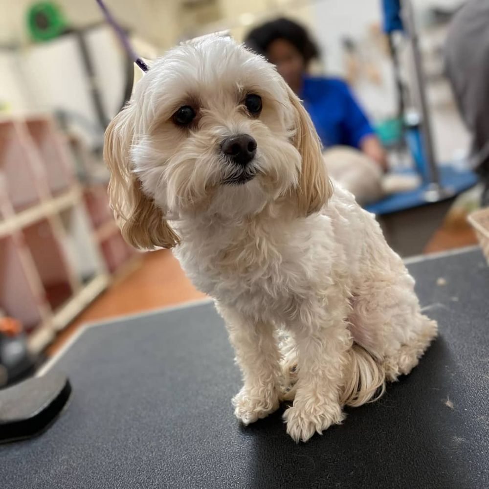 Pampered Puppies Grooming