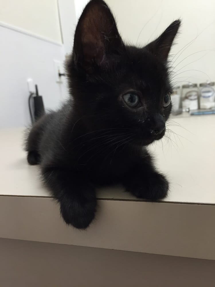 a Vet Tech Vet Tech Schools Fresno CA Find Vet Tech Schools