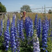 T K Nursery Nurseries Gardening 11618 Portland Rd Ne Gervais Egan Gardens