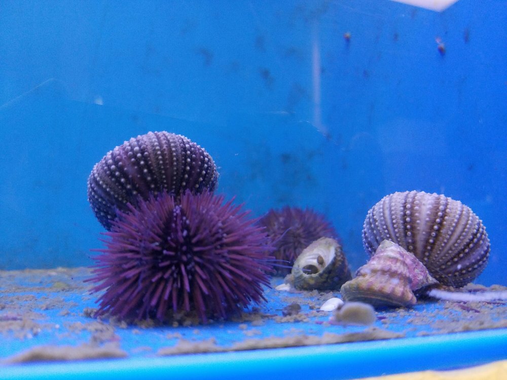 Pet World Image