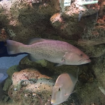 south carolina aquarium 651