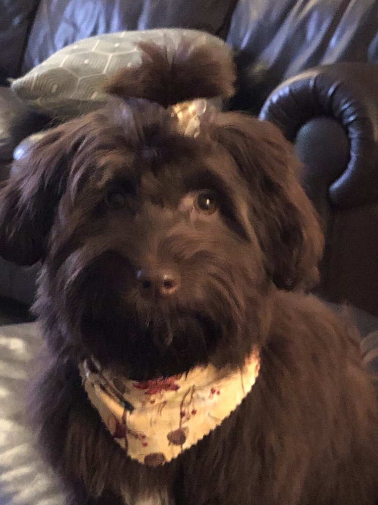 susan's pet grooming