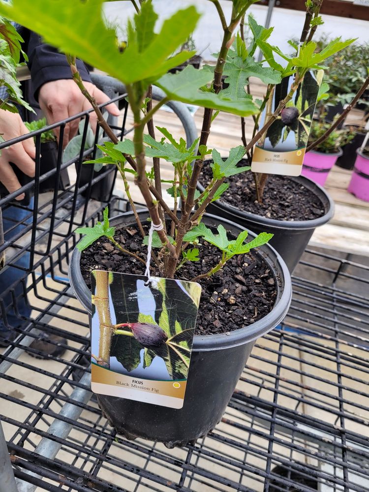 Snohomish Garden Center