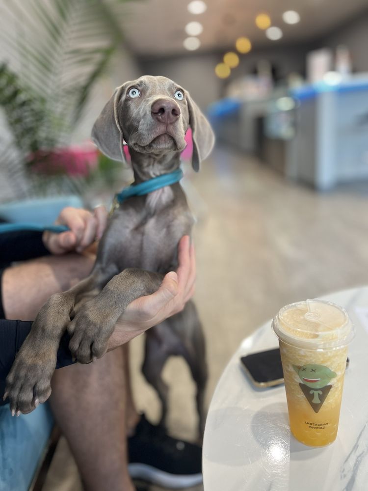 Touch of Tea Boba Bar