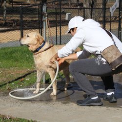 dog park winston salem dog park winston salem