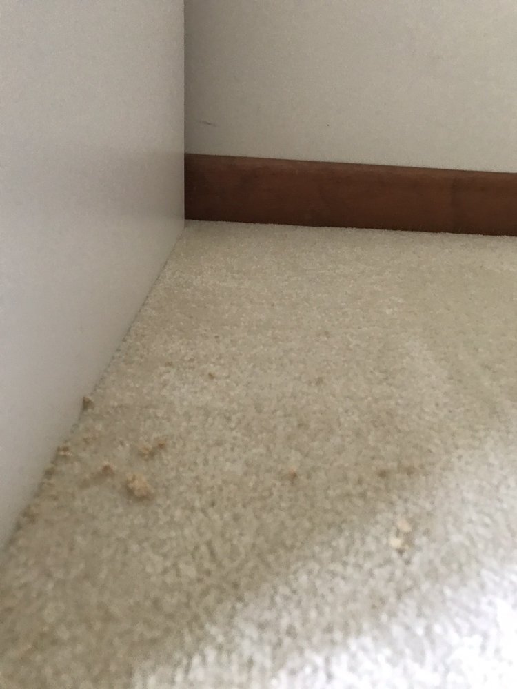 Superior Choice 100% Organic Dry Carpet Cleaning