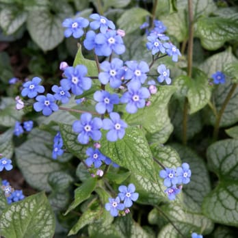 Queens Botanical Garden Flushing New York Queens Botanical Garden Flushing New York