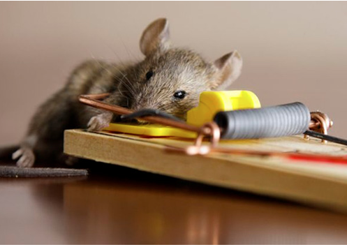 DM Pest Control