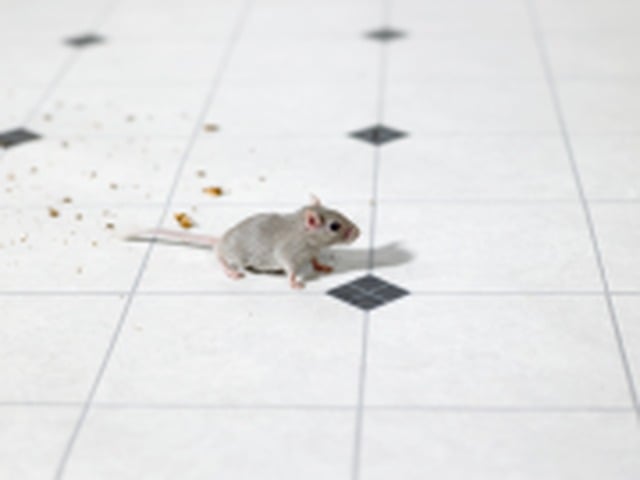 Killeen Pest Control