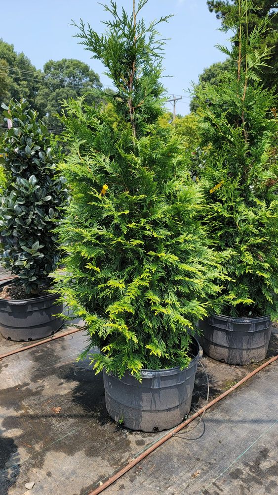 Pine Lake Nursery & Landscaping