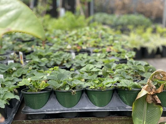 【OK plant】 Happy Plants OKC – Little Oasis