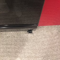 Completely Floored - 22 Reviews - Carpeting - 3302 Smith Ave, Everett