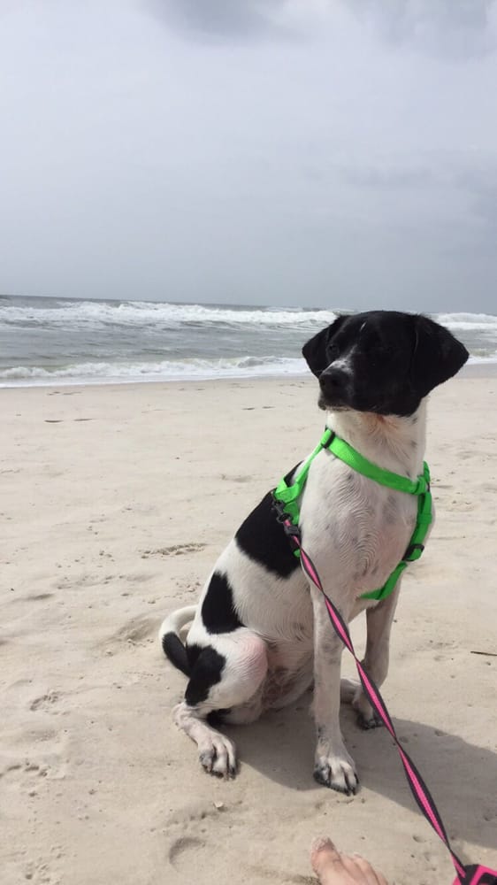 Pier Park Dog Beach 16 Photos Dog Parks Front Beach Rd, Panama