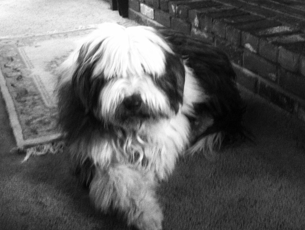 Coventry Pet Resort 30 Photos & 114 Reviews Pet Groomers 412