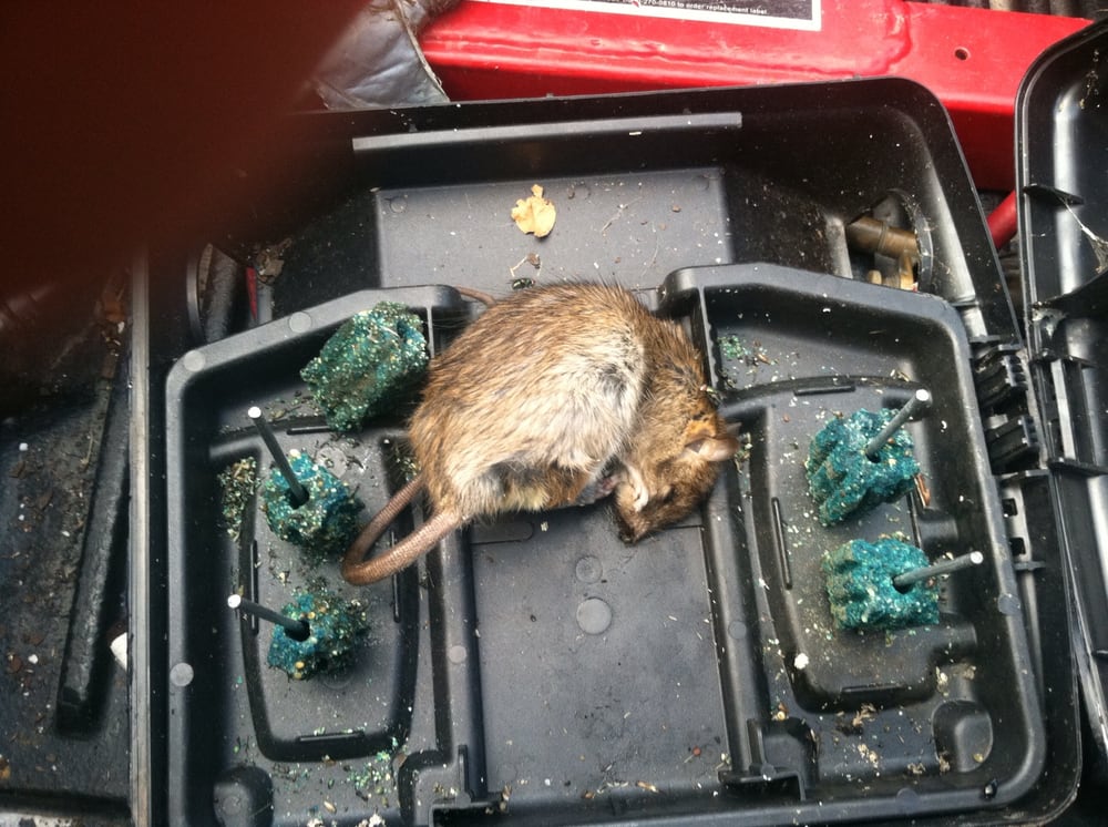 Goddard Pest Solutions